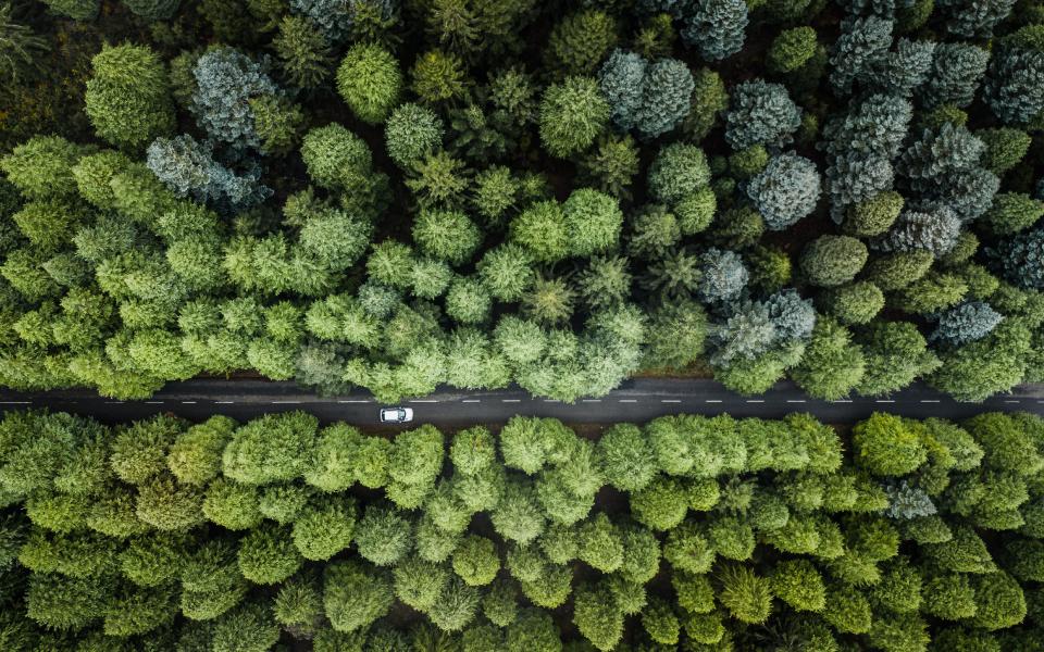 Wald aus Vogelperspektive mit Auto