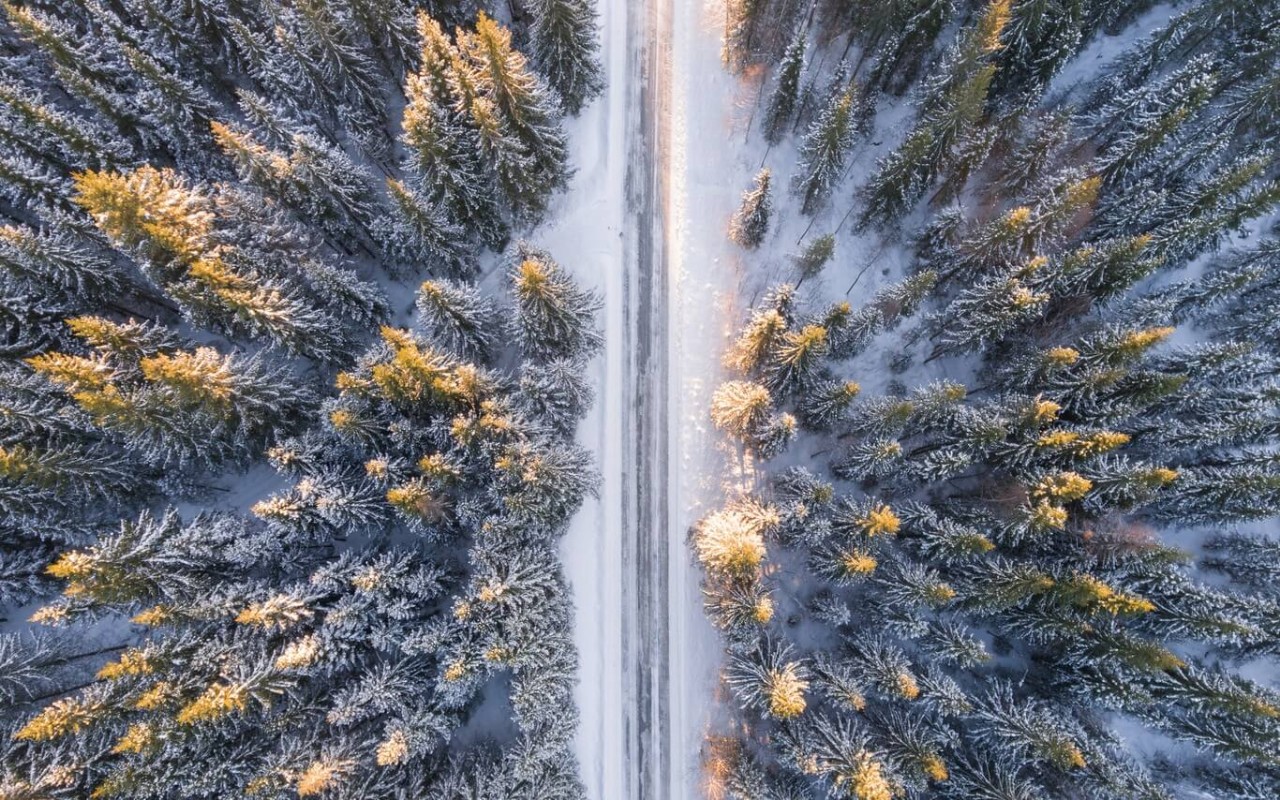 Bosque nevado